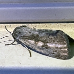 Leptocneria reducta (White Cedar Moth) at Coopers Gully, NSW - 21 Feb 2022 by ibaird