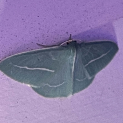 Chlorocoma stereota (A geometer or looper moth) at Coopers Gully, NSW - 21 Feb 2022 by ibaird