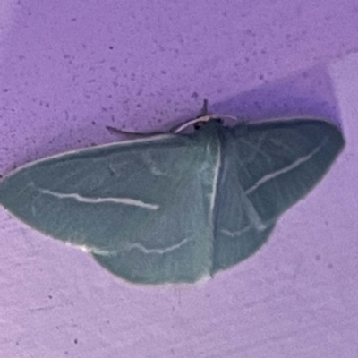 Unidentified Geometer moth (Geometridae) at Coopers Gully, NSW - 21 Feb 2022 by ibaird