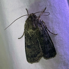 Unidentified Noctuoid moth (except Arctiinae) at Coopers Gully, NSW - 21 Feb 2022 by ibaird