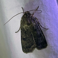 Agrotis porphyricollis (Variable Cutworm) at Coopers Gully, NSW - 21 Feb 2022 by ibaird