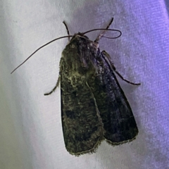 Agrotis porphyricollis at Coopers Gully, NSW - 21 Feb 2022 by ibaird