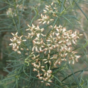 Cassinia quinquefaria at Cook, ACT - 4 Apr 2022