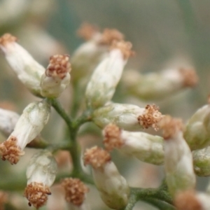 Cassinia quinquefaria at Cook, ACT - 4 Apr 2022