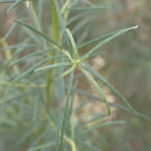 Cassinia quinquefaria at Cook, ACT - 4 Apr 2022