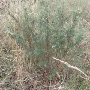 Cassinia quinquefaria at Cook, ACT - 4 Apr 2022 09:26 AM