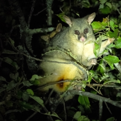 Trichosurus vulpecula (Common Brushtail Possum) at Wingecarribee Local Government Area - 20 Apr 2022 by Aussiegall