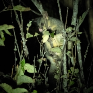 Trichosurus vulpecula at Penrose, NSW - 20 Apr 2022 11:04 PM