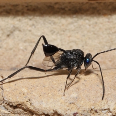 Unidentified Parasitic wasp (numerous families) at Wellington Point, QLD - 3 Apr 2022 by TimL