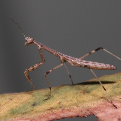 Ciulfina (genus) (A treerunner mantis) at Wellington Point, QLD by TimL