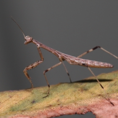 Ciulfina (genus) (A treerunner mantis) by TimL