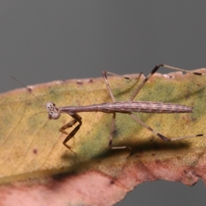 Ciulfina (genus) at Wellington Point, QLD - suppressed