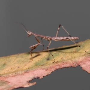 Ciulfina (genus) at Wellington Point, QLD - suppressed