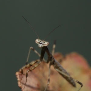 Ciulfina (genus) at Wellington Point, QLD - 3 Apr 2022