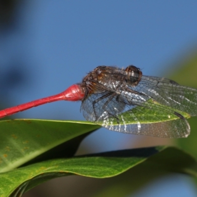 Unidentified Damselfly (Zygoptera) at Wellington Point, QLD - 4 Apr 2022 by TimL