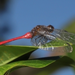 Unidentified Dragonfly (Anisoptera) (TBC) at suppressed - 4 Apr 2022 by TimL