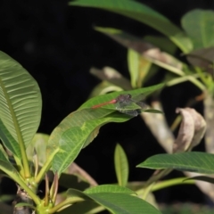 Orthetrum villosovittatum at Wellington Point, QLD - suppressed