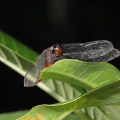 Orthetrum villosovittatum at Wellington Point, QLD - suppressed