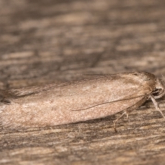 Palimmeces undescribed species near concolor at Melba, ACT - 14 Mar 2022 by kasiaaus