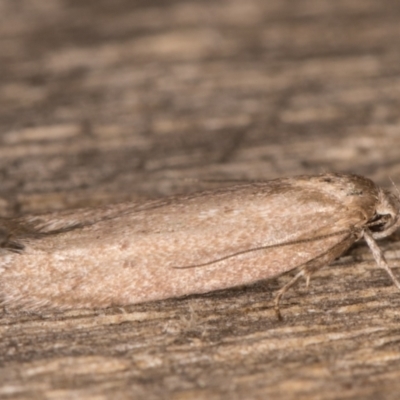 Palimmeces undescribed species near concolor at Melba, ACT - 13 Mar 2022 by kasiaaus