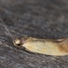 Phauloplana illuta (A concealer moth) at Melba, ACT - 14 Mar 2022 by kasiaaus