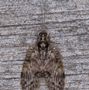 Carobius elongatus at Melba, ACT - 14 Mar 2022 10:38 PM