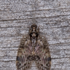 Carobius elongatus (Brown Lacewing) at Melba, ACT - 14 Mar 2022 by kasiaaus