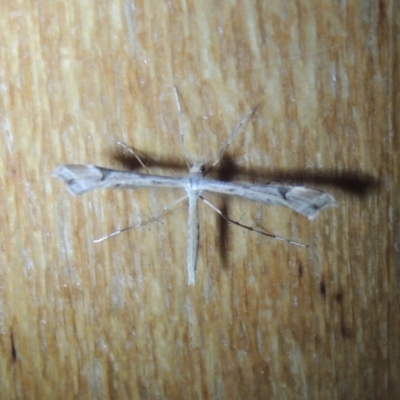 Sinpunctiptilia emissalis (Speedwell Pterror) at Conder, ACT - 1 Jan 2022 by michaelb