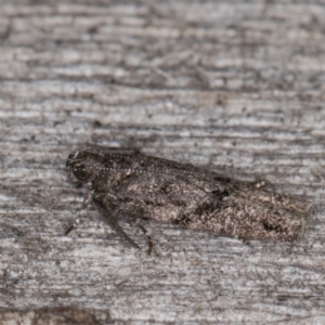 Oecophoridae (family) at Melba, ACT - 14 Mar 2022 10:39 PM