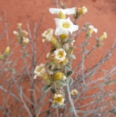 Bonamia rosea (Felty Bellflower) at Petermann, NT - 7 Oct 2010 by jksmits