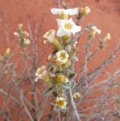 Unidentified Other Wildflower or Herb (TBC) at Petermann, NT - 7 Oct 2010 by jksmits