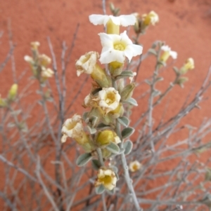 Unidentified Other Shrub (TBC) at suppressed by jksmits