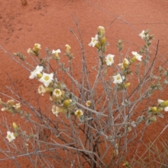 Bonamia rosea at Petermann, NT - 7 Oct 2010