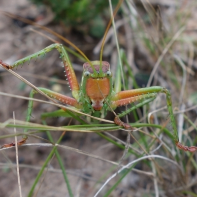 Terpandrus horridus (Sydney Gumleaf Katydid) at Morton National Park - 19 Apr 2022 by RobG1