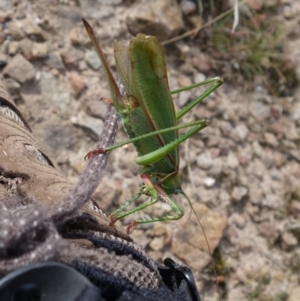 Terpandrus horridus at suppressed - 19 Apr 2022