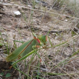 Terpandrus horridus at suppressed - suppressed