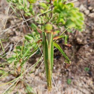 Terpandrus horridus at suppressed - suppressed