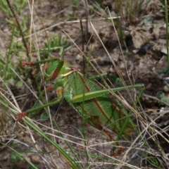 Terpandrus horridus at suppressed - suppressed