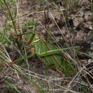 Terpandrus horridus at suppressed - suppressed