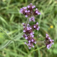 Verbena incompta (Purpletop) at Hackett, ACT - 18 Apr 2022 by Ned_Johnston