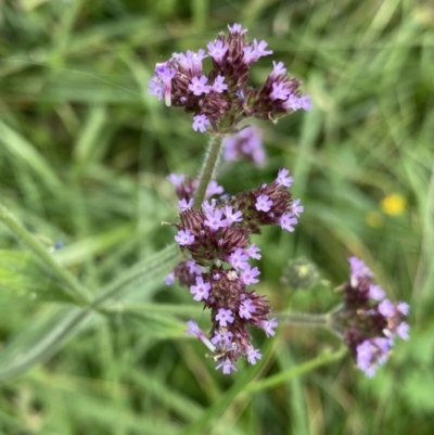 Verbena incompta (Purpletop) at Hackett, ACT - 18 Apr 2022 by Ned_Johnston