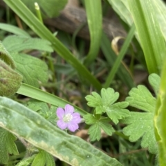 Geranium solanderi (Native Geranium) at Mount Ainslie - 18 Apr 2022 by Ned_Johnston