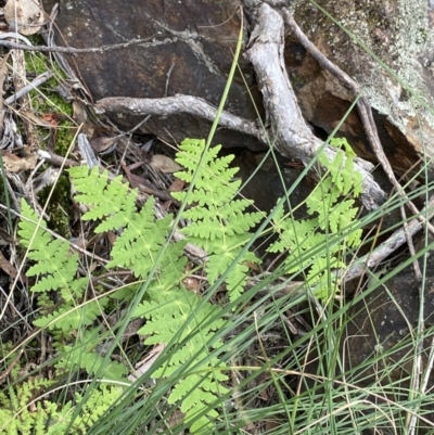 Histiopteris incisa (Bat's-Wing Fern) at Mount Ainslie - 18 Apr 2022 by Ned_Johnston