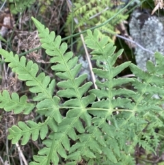 Histiopteris incisa at Campbell, ACT - suppressed