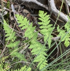 Histiopteris incisa at Campbell, ACT - suppressed