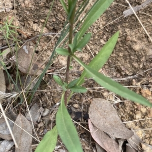 Symphyotrichum subulatum at Hackett, ACT - 18 Apr 2022