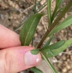 Symphyotrichum subulatum at Hackett, ACT - 18 Apr 2022