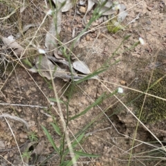 Symphyotrichum subulatum at Hackett, ACT - 18 Apr 2022