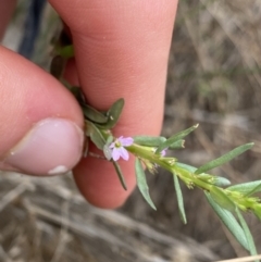 Lythrum hyssopifolia (Small Loosestrife) at Hackett, ACT - 18 Apr 2022 by NedJohnston