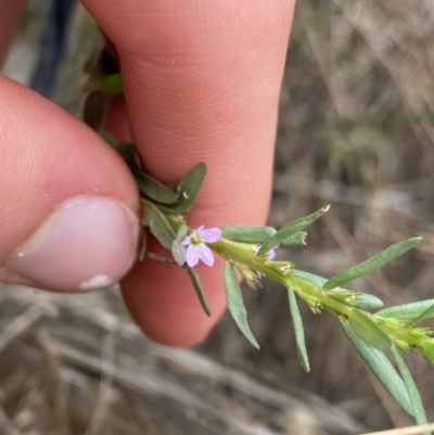 Lythrum hyssopifolia (Small Loosestrife) at Hackett, ACT - 18 Apr 2022 by NedJohnston